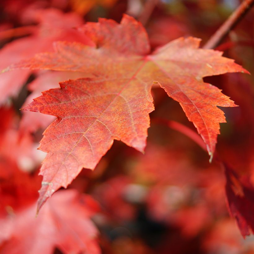 Rot-Ahorn (Samen) - Acer rubrum (Laub)