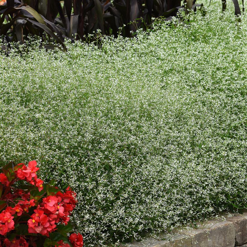 Zauberschnee Glamour (Samen) - Euphorbia graminea (Wuchs)