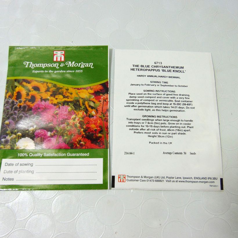 Beispiel eines Exemplars von Heteropappus meyendorffii Blue Knoll (Samen) die Tüte mit 50 Samen ungefähr wie geliefert