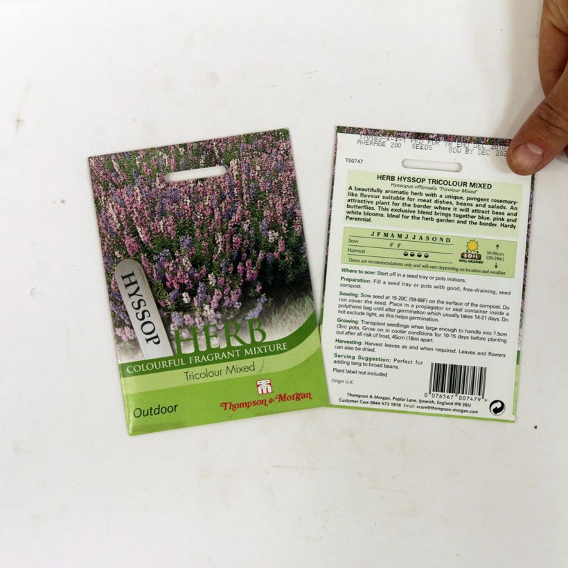 Beispiel eines Exemplars von Ysop Tricolour Mixed - Hyssopus officinalis die Tüte mit 200 Samen ungefähr wie geliefert