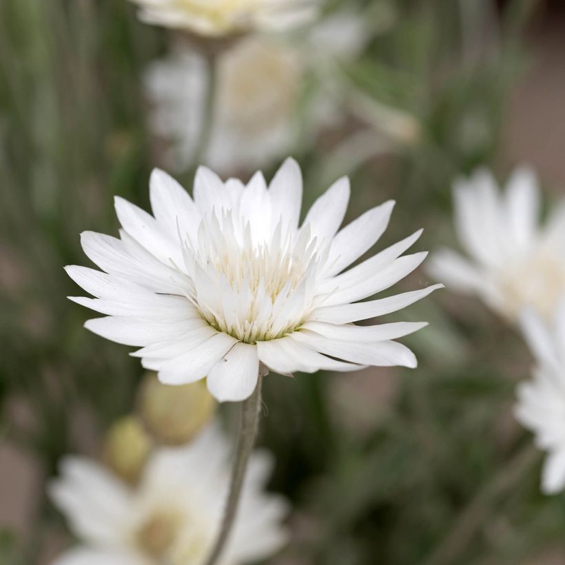 Strohblume (Samen) - Xeranthemum Superbissimum Album (Blüte)