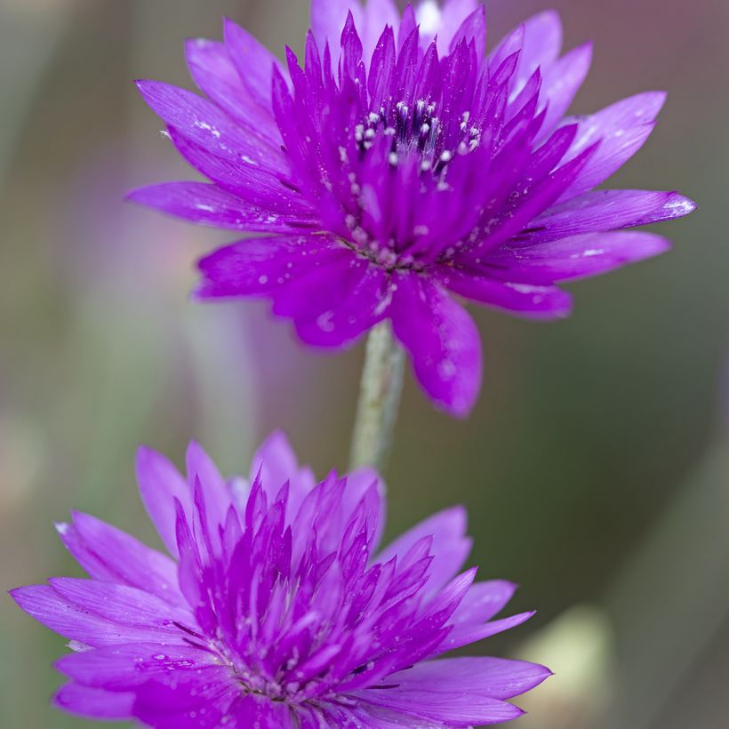 Strohblume (Samen) - Xeranthemum Superbissimum Purpureum (Blüte)
