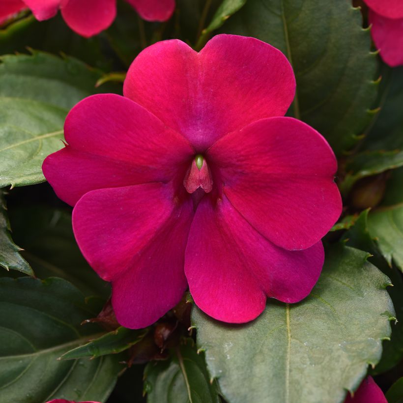 Fleißige Lieschen Solarscape Magenta Bliss (Samen) - Impatiens (Flowering)