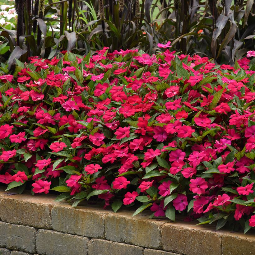 Fleißige Lieschen Solarscape Magenta Bliss (Samen) - Impatiens (Plant habit)