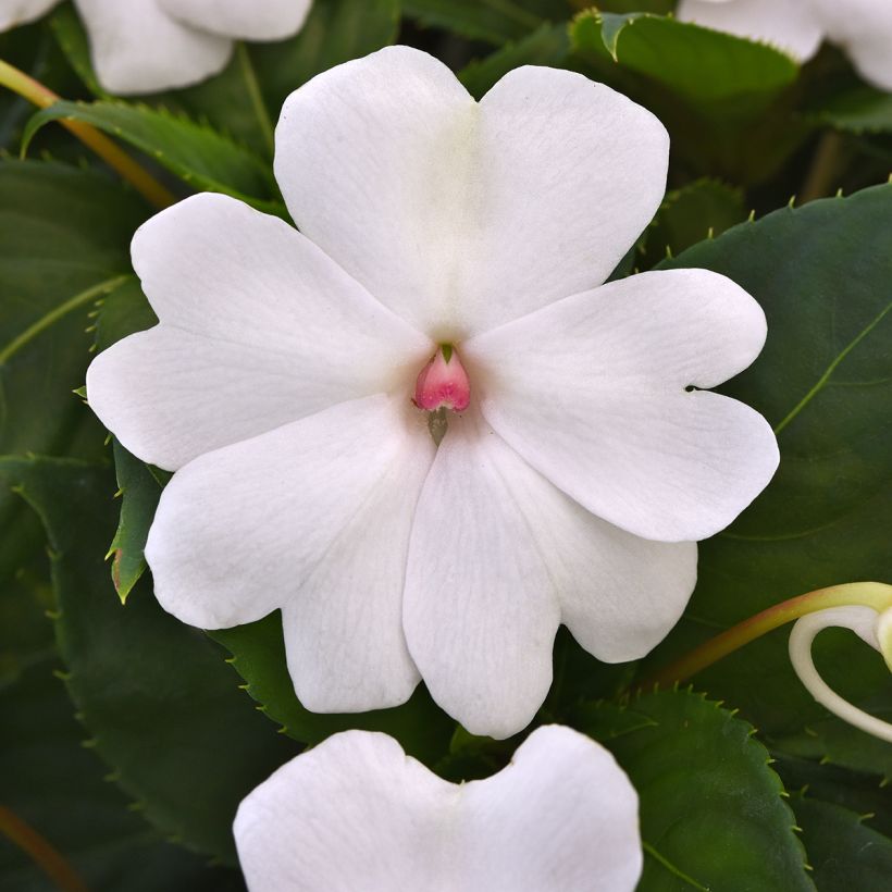 Fleißige Lieschen Solarscape White Pearl (Samen) - Impatiens (Blüte)