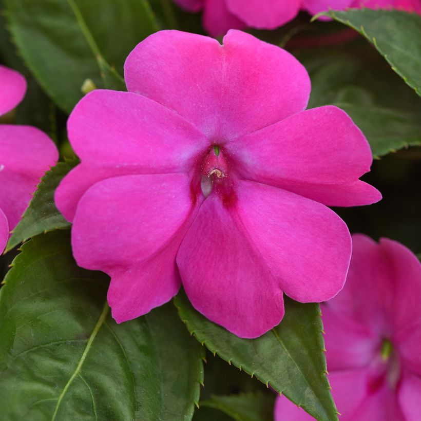 Fleißige Lieschen Solarscape XL Pink Jewel (Samen) - Impatiens (Blüte)