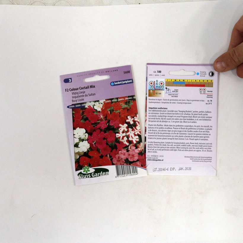 Example of Fleißige Lieschen F2 Colour Cocktail (Samen) - Impatiens walleriana die Tüte mit 100 Samen ungefähr (0,07g) as you get
