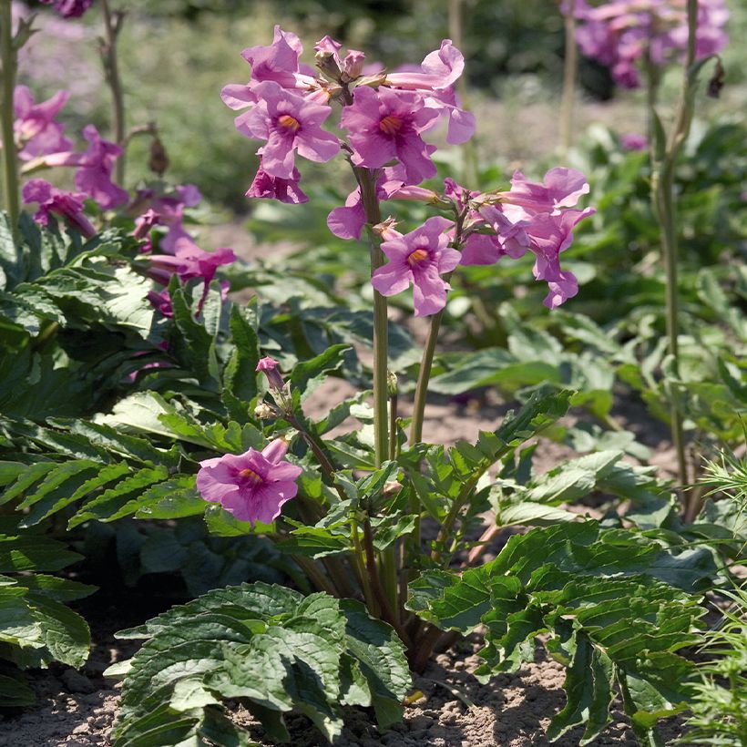 Incarvillea Delavayi Deli Rose (Samen) - Freilandgloxinie (Wuchs)