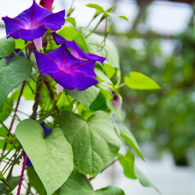 Ipomoea purpurea Grandpa Ott (Samen) - Prunkwinde (Foliage)