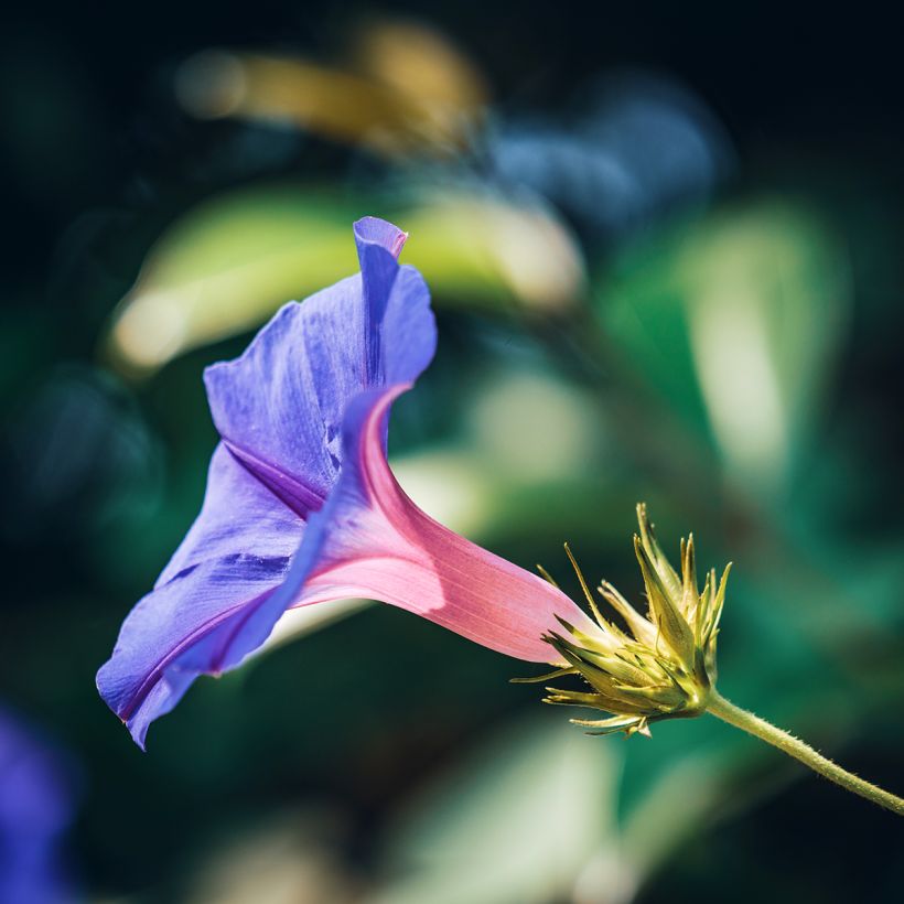 Ipomoea purpurea Grandpa Ott (Samen) - Prunkwinde (Flowering)