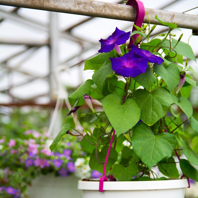 Ipomoea purpurea Grandpa Ott (Samen) - Prunkwinde (Plant habit)