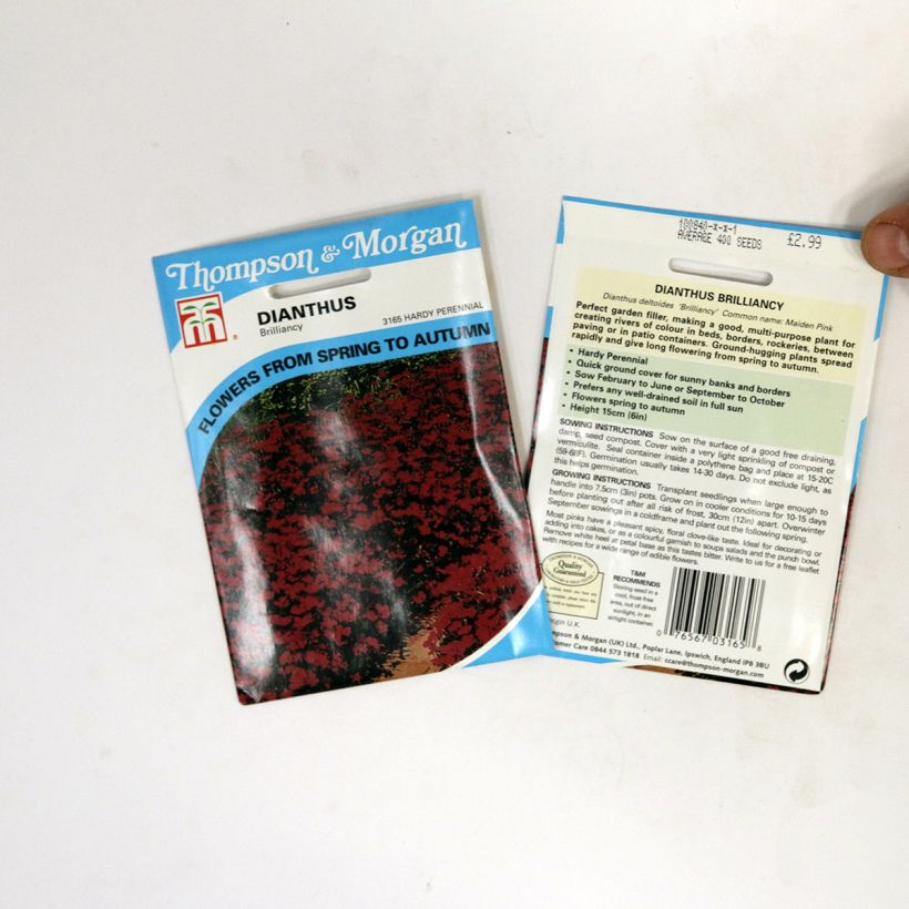 Example of Heide-Nelke Brilliancy (Samen) - Dianthus deltoides die Tüte mit 400 Samen ungefähr as you get