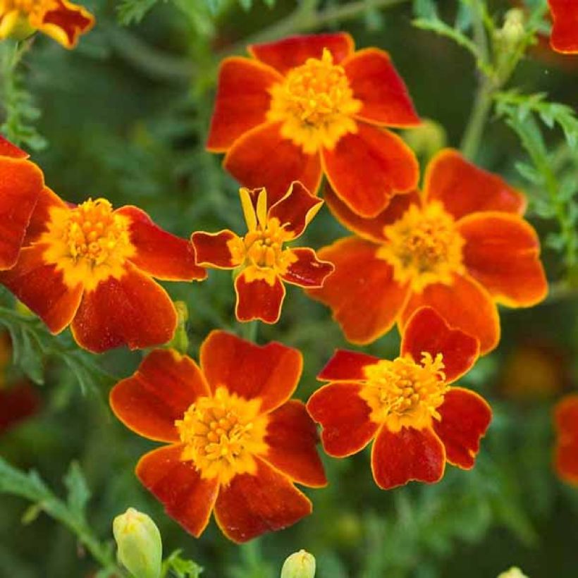 Studentenblume Paprika - Tagetes tenuifolia (Flowering)