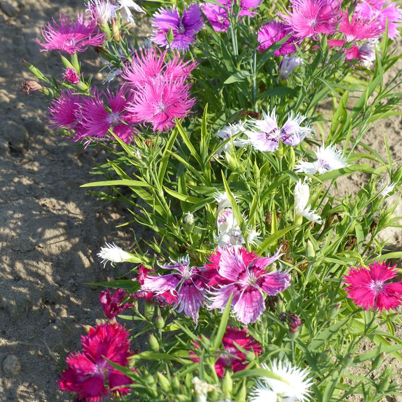 Pracht-Nelke Spooky mix (Samen) - Dianthus superbus (Plant habit)