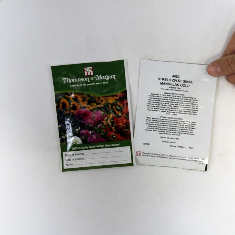 Beispiel eines Exemplars von Strelitzia reginae Mandela’s Gold (Samen) die Tüte mit 3 Samen ungefähr wie geliefert