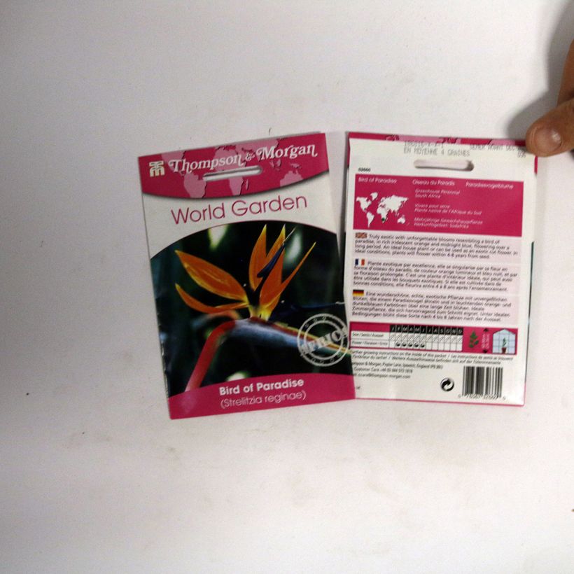 Beispiel eines Exemplars von Strelitzia reginae Humilis (Samen) die Tüte mit 4 Samen ungefähr wie geliefert
