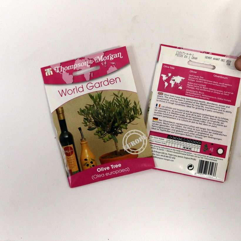 Beispiel eines Exemplars von Ölbaum (Samen) - Olea europaea die Tüte mit 25 Samen ungefähr wie geliefert