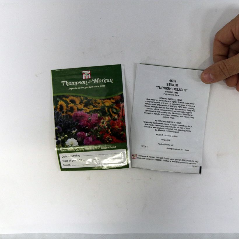 Beispiel eines Exemplars von Fetthenne Turkish Delight (Samen) - Sedum ussuriense die Tüte mit 50 Samen ungefähr wie geliefert