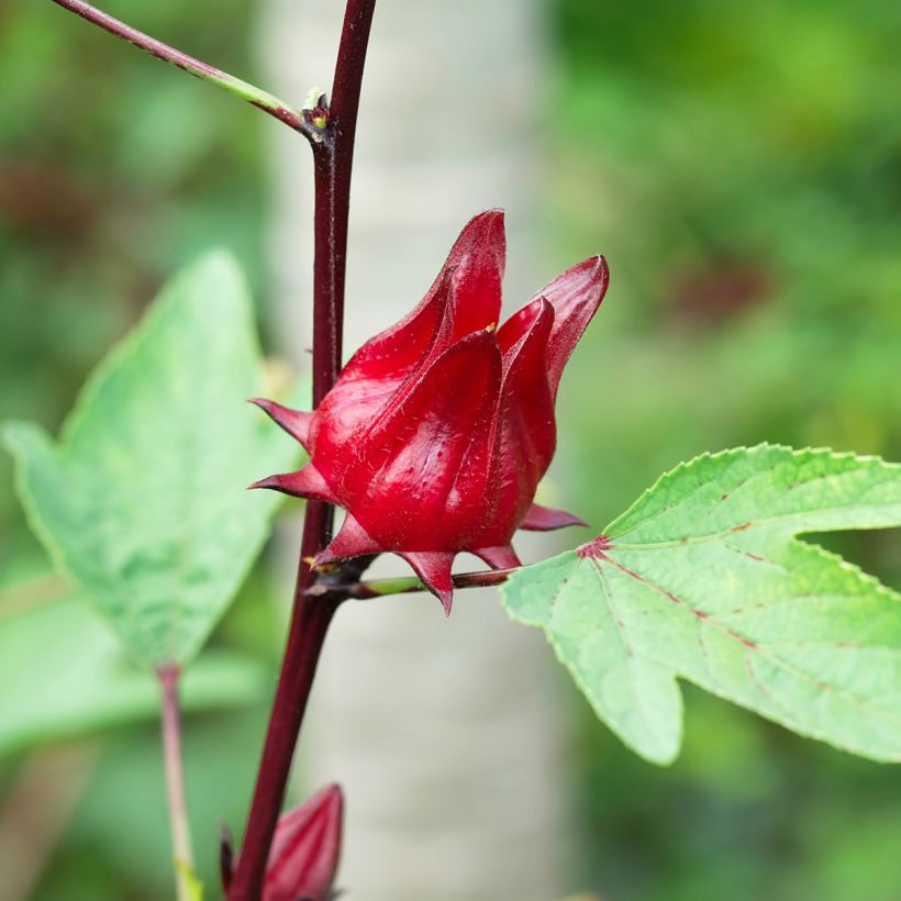 Hibiscus-Tee - Hibiscus sabdariffa (Harvest)