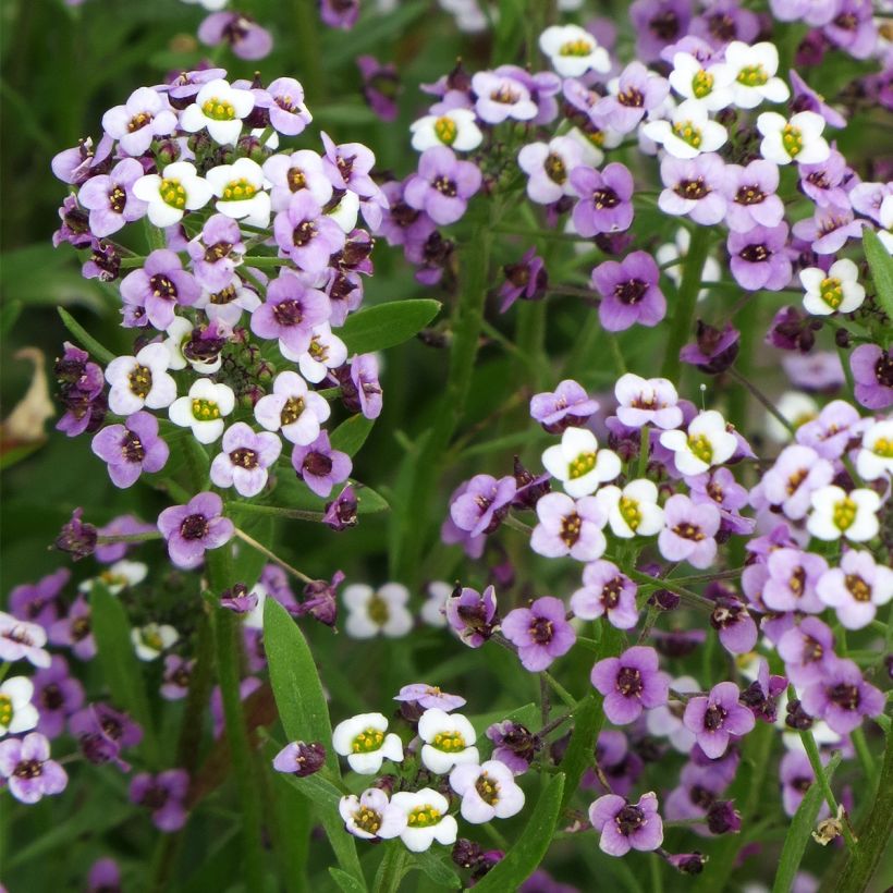 Strand-Silberkraut Royal Carpet (Samen) - Lobularia (Flowering)