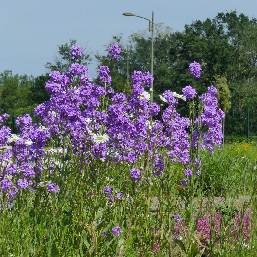 Gemeine Nachtviole - Hesperis matronalis (Samen) (Wuchs)