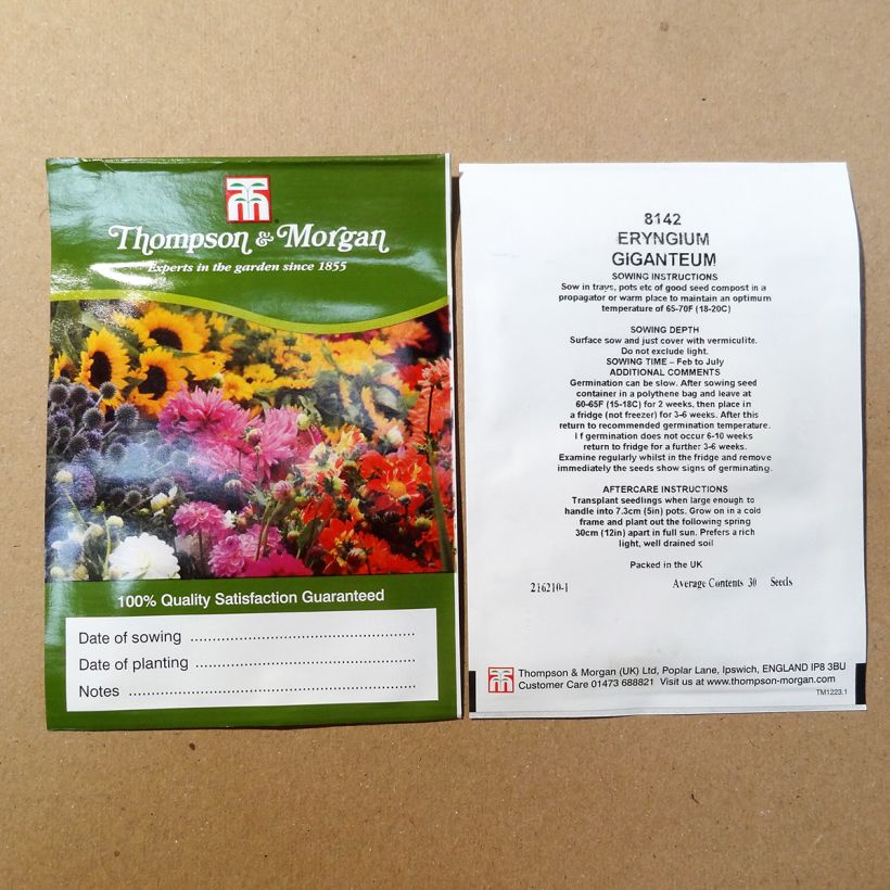 Beispiel eines Exemplars von Eryngium giganteum Miss Willmotts Ghost (Samen) - Elfenbeindistel die Tüte mit 30 Samen ungefähr wie geliefert