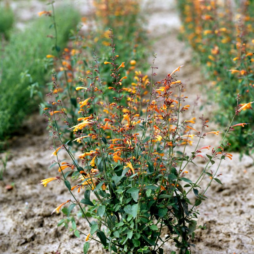 Agastache aurantiaca Navajo Sunset (Samen) - Duftnessel (Plant habit)