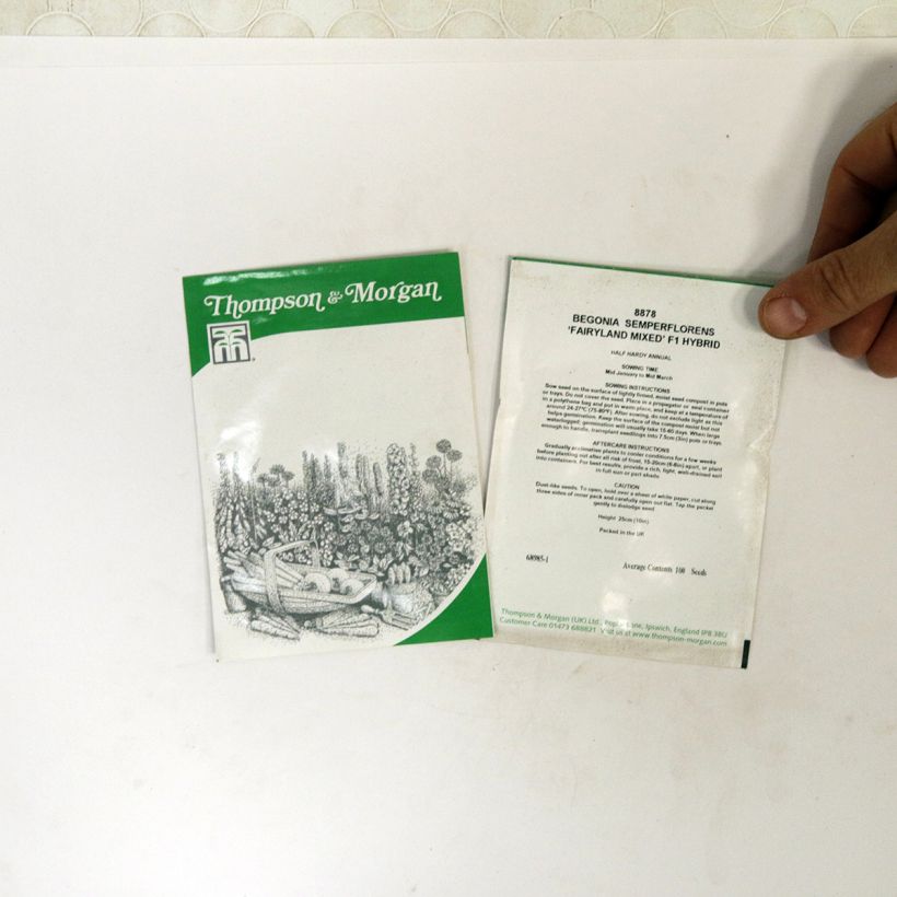 Beispiel eines Exemplars von Begonie Fairyland Mixed (Samen) - Begonia die Tüte mit 100 Samen ungefähr wie geliefert