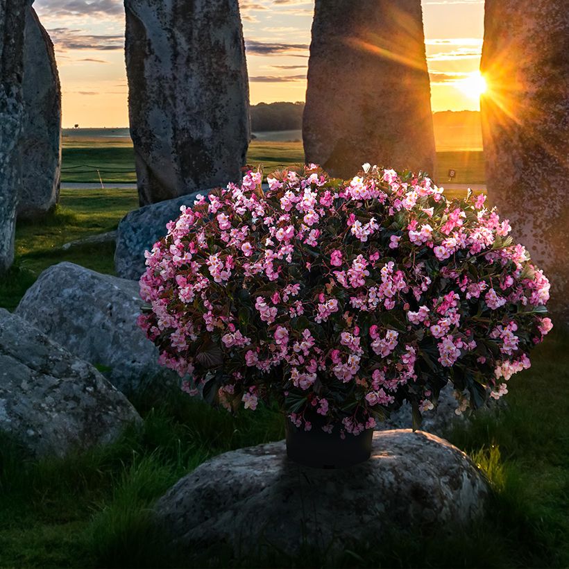 Begonie Stonehedge™ Light Pink Bronze Leaf (Samen) - Begonia hybrida (Wuchs)
