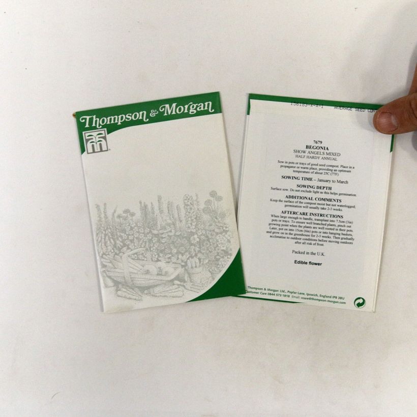 Beispiel eines Exemplars von Begonie Show Angels Mixed F1 (Samen) - Begonia die Tüte mit 40 Samen ungefähr wie geliefert