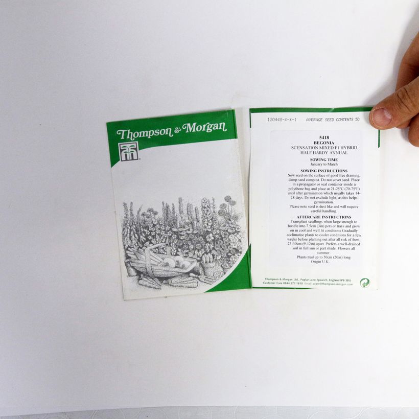 Beispiel eines Exemplars von Begonie Scentsation Mixed F1 (Samen) - Begonia die Tüte mit 50 Samen ungefähr wie geliefert