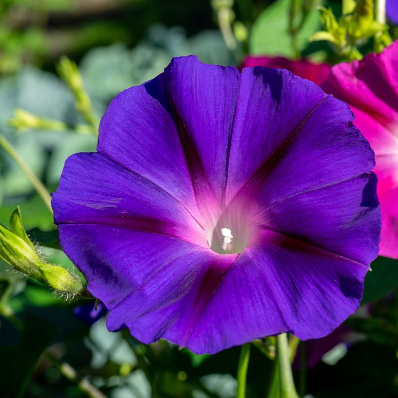 Convolvulus tricolor (Samen) - Prachtwinde (Flowering)