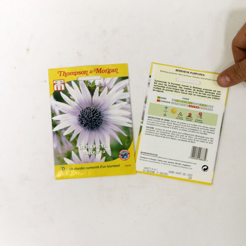 Beispiel eines Exemplars von Berkheya purpurea (Samen) - Südafrikanische Purpurdistel die Tüte mit 15 Samen ungefähr wie geliefert