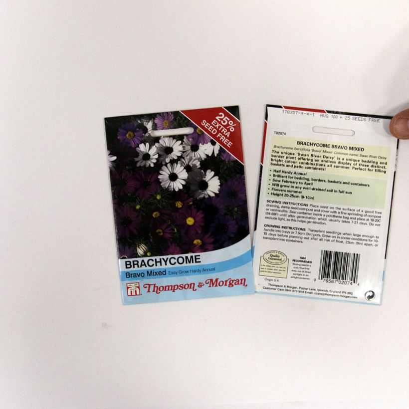 Beispiel eines Exemplars von Brachyscome iberidifolia Bravo (Samen) - Blaues Gänseblümchen die Tüte mit 175 Samen ungefähr wie geliefert