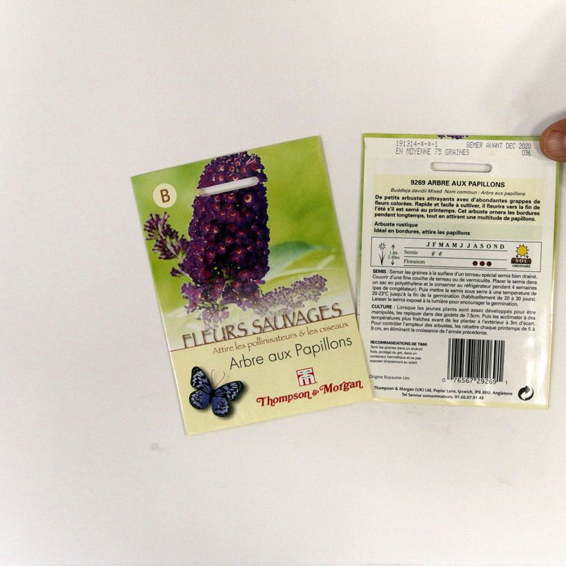 Beispiel eines Exemplars von Buddleja davidii (Samen) - Sommerflieder die Tüte mit 75 Samen ungefähr wie geliefert