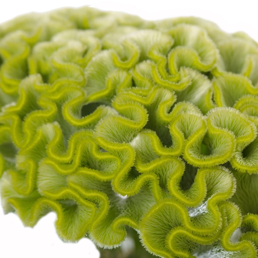 Celosia cristata Act Verda (Samen) - Hahnenkamm (Flowering)