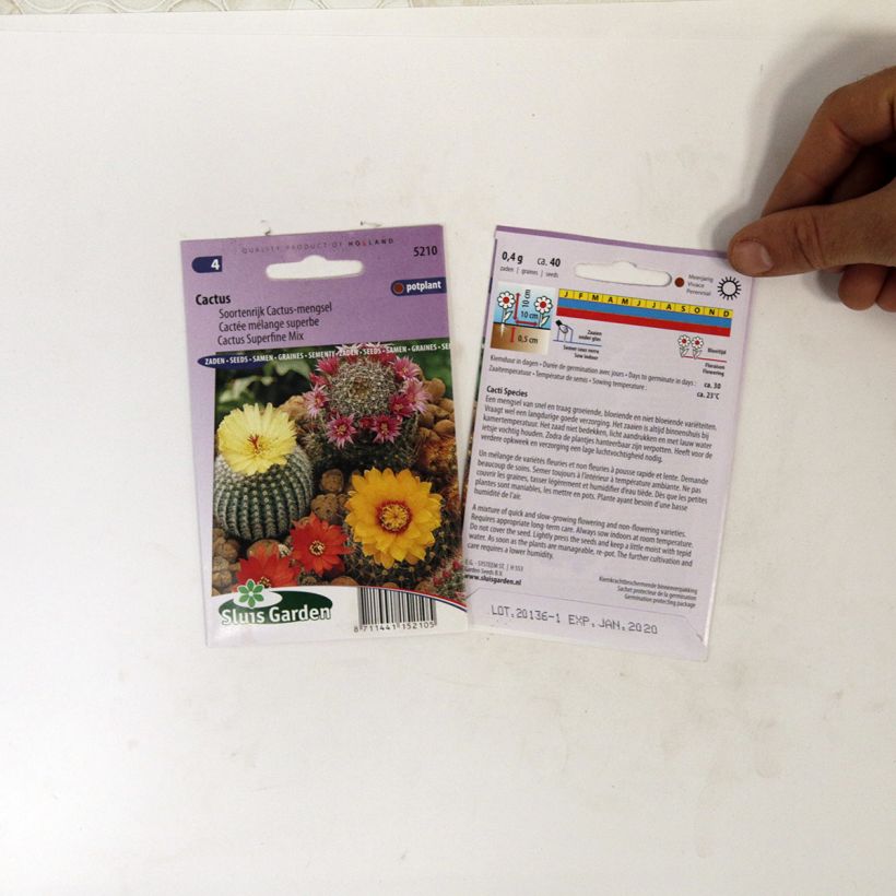 Beispiel eines Exemplars von Cactus subsp. (Samen) - Kaktus die Tüte mit 150 Samen ungefähr (0,1g) wie geliefert