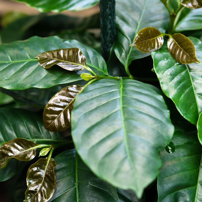 Arabica-Kaffee (Samen) - Coffea arabica (Foliage)