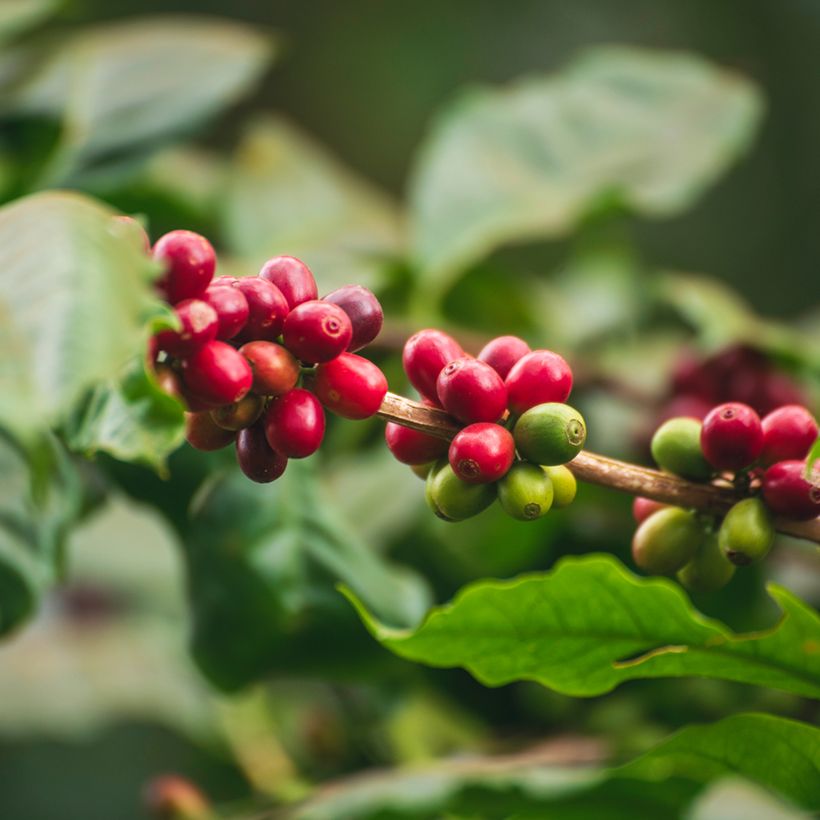 Arabica-Kaffee (Samen) - Coffea arabica (Harvest)