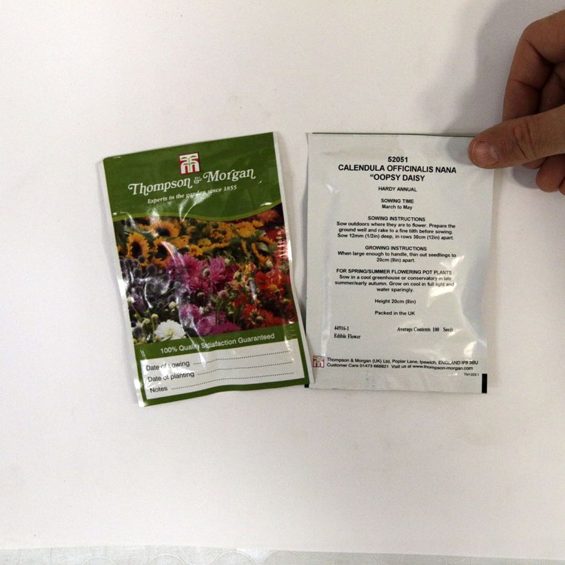 Beispiel eines Exemplars von Garten-Ringelblume Nana Oopsy Daisy - Calendula die Tüte mit 100 Samen ungefähr wie geliefert