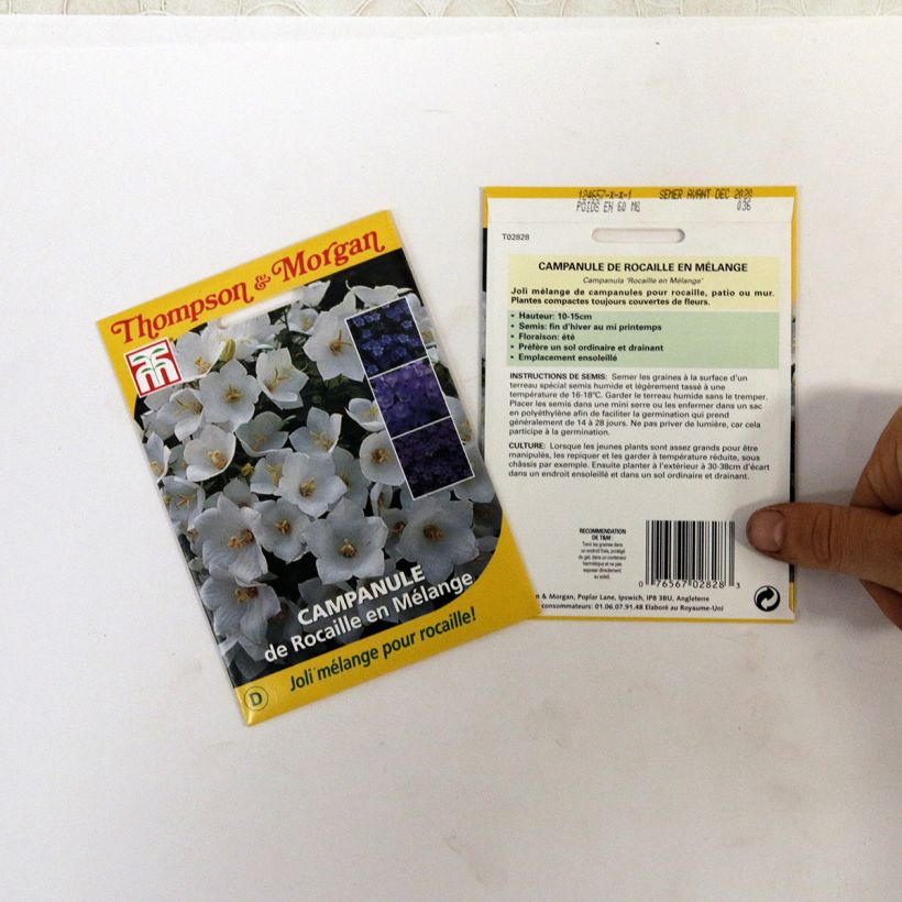 Beispiel eines Exemplars von Campanula Mix (Samen) - Glockenblume die Tüte mit 850 Samen ungefähr (0,1g) wie geliefert