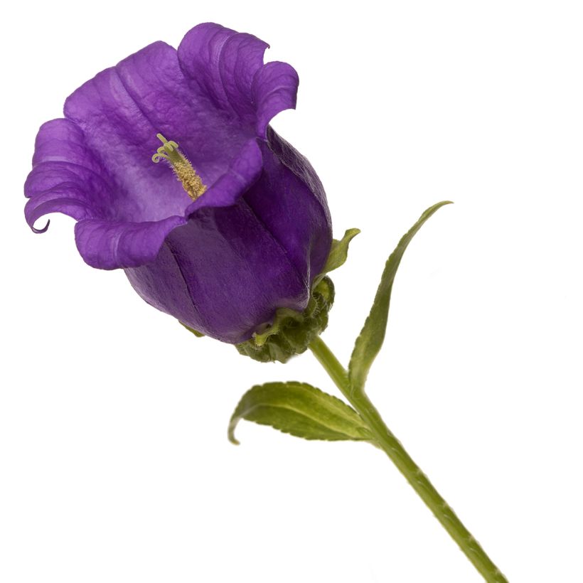 Graines de Campanule medium F1 Big Ben Deep Blue (graines enrobées) (Blüte)