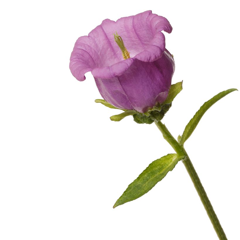 Graines de Campanule medium F1 Big Ben Lavender (graines enrobées) (Blüte)