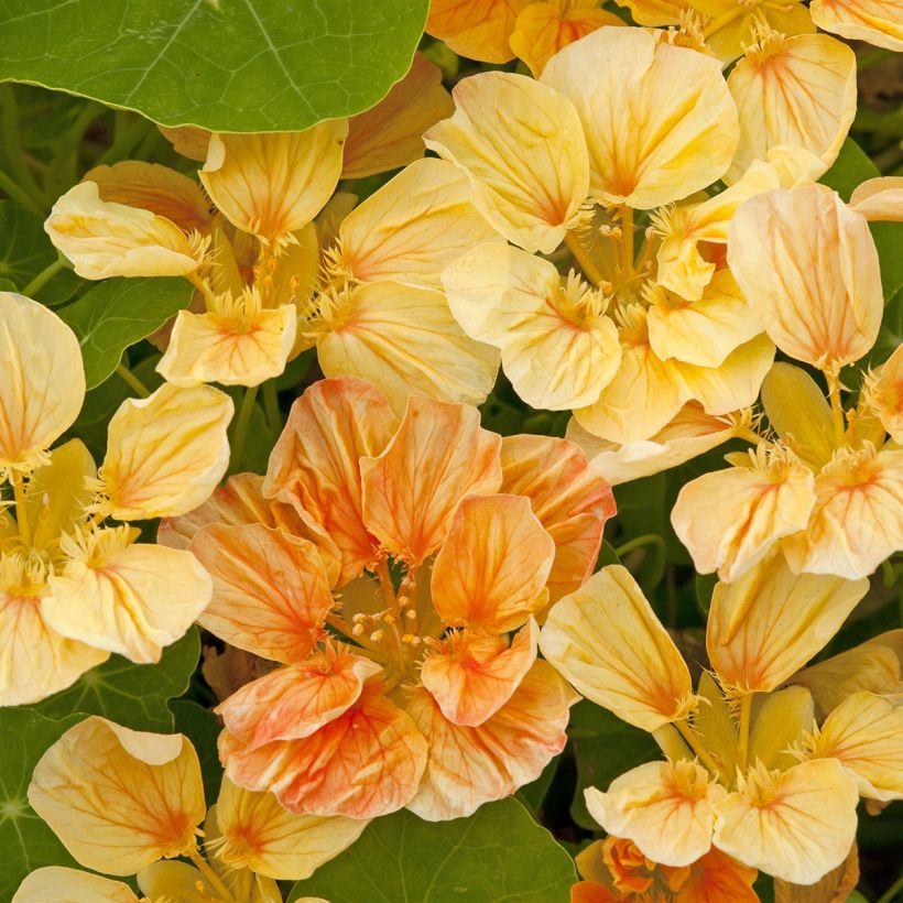 Zwerg Kapuzinerkresse Whirlybird Apricot (Samen) - Tropaeolum (Blüte)