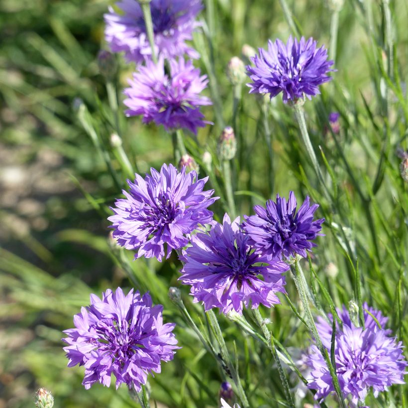 Kornblume Lady Mauve (Samen) - Centaurea cyanus (Flowering)