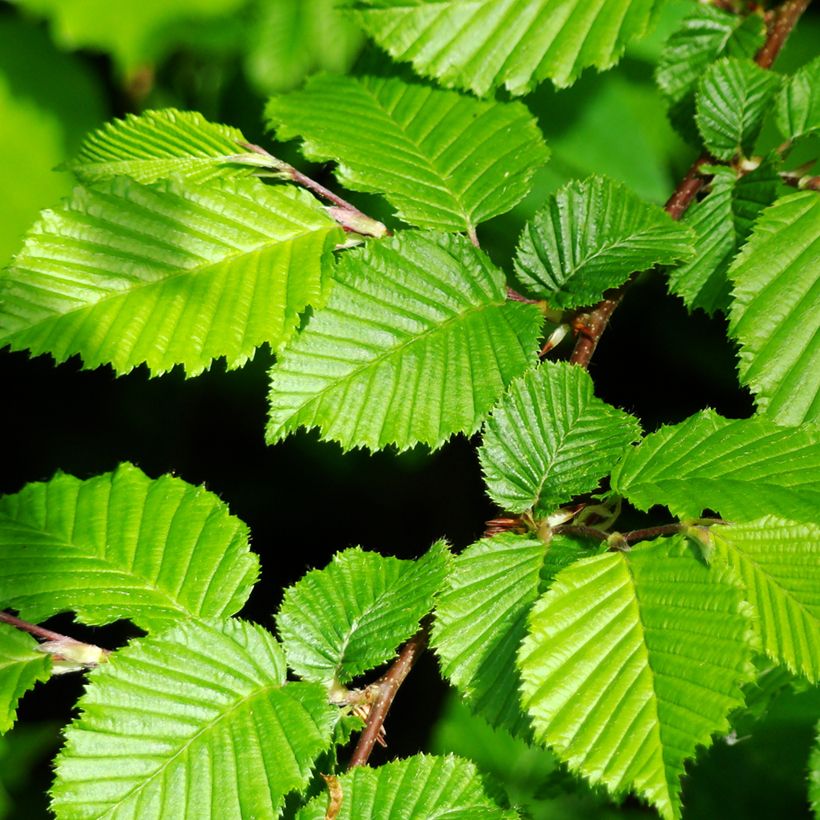 Hainbuche (Samen) - Carpinus betulus (Foliage)