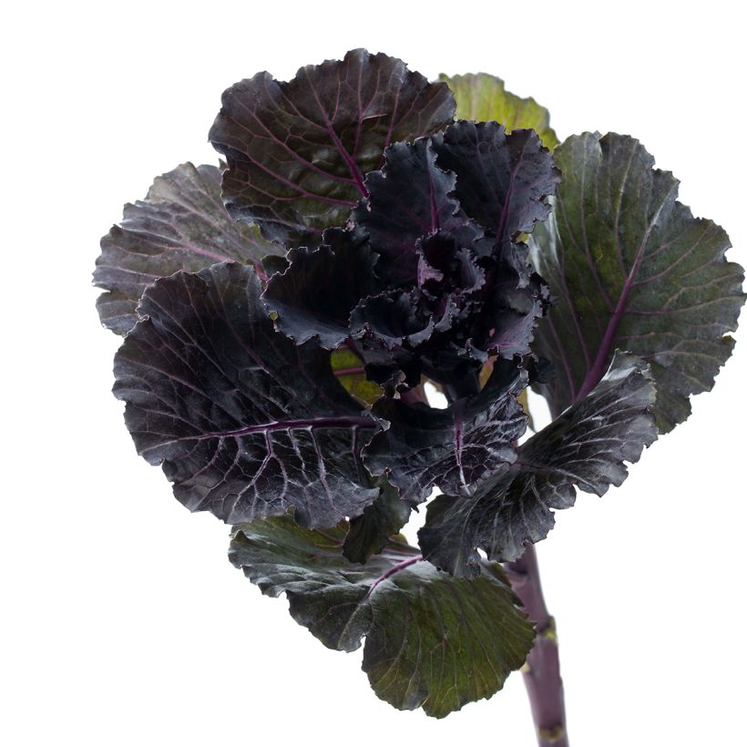 Graines de Chou d'ornement F1 Black Leaf (Ernte)