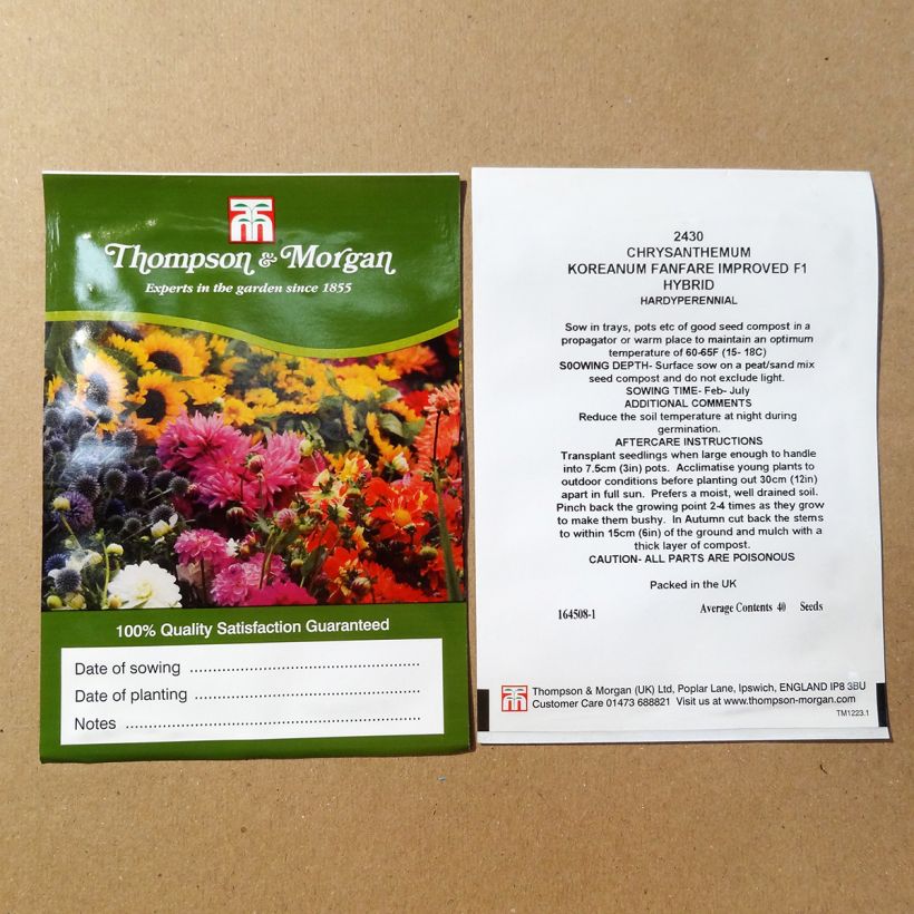 Beispiel eines Exemplars von Chrysanthemum Fanfare Improved F1 (Samen) - Herbst-Chrysantheme die Tüte mit 200 Samen ungefähr (0,1g) wie geliefert