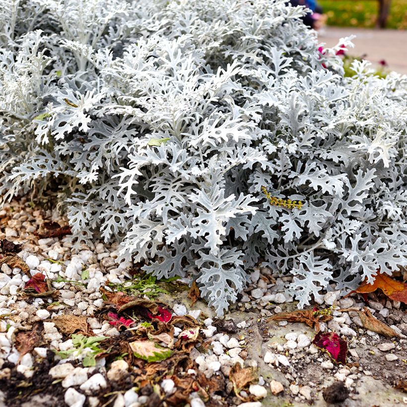 Senecio cineraria Silver Dust (Samen) - Kreuzkraut (Wuchs)