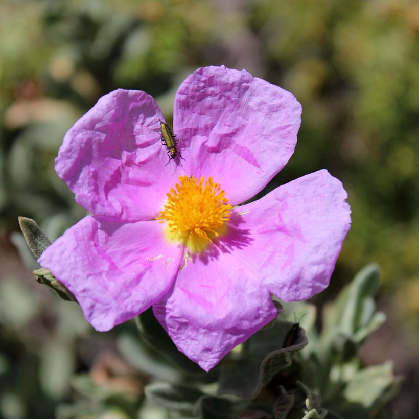 Weißliche Zistrose (Samen) - Cistus albidus (Blüte)